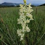 Orchis provincialis Flor