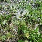 Eryngium alpinumКветка