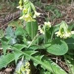 Primula elatiorFlor