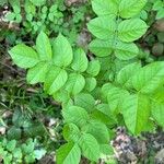 Aralia spinosa Blatt