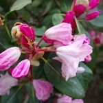 Rhododendron selense Ostatní