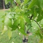 Liquidambar styracifluaΦύλλο