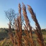 Andropogon bicornis Flower