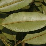 Calophyllum brasiliense List