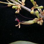 Scurrula parasitica 整株植物