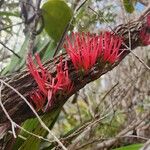 Amyema scandens Blodyn