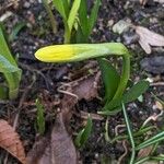 Narcissus minor Fleur