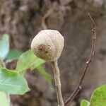 Khaya anthotheca Frukto