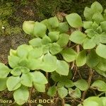 Aeonium goochiae Habit