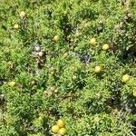 Juniperus phoenicea موطن