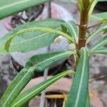 Barleria lupulina Leaf
