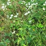 Erigeron strigosus عادت