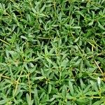 Sesuvium portulacastrum 整株植物