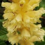 Orobanche flava Flower