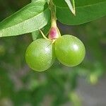 Jasminum beesianum Frucht