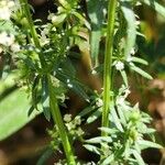 Galium humifusum Bark