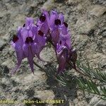 Linaria verticillata Altro