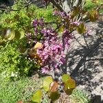 Cercis occidentalis Flower