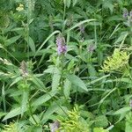 Stachys palustris आदत