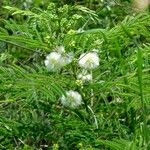 Acacia angustissima Natur