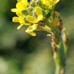 Sisymbrium officinale Flower