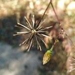 Bidens subalternans Vrucht