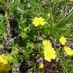 Potentilla aurea Fleur