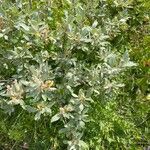 Salix glauca Habit