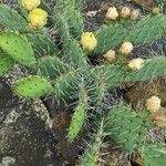 Opuntia phaeacantha 整株植物