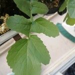 Eruca sativa Leaf