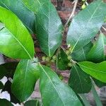 Ficus tinctoria 果實