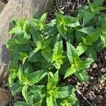 Monarda didymaFoglia