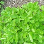 Imperatoria ostruthium Likasa