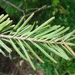 Abies alba Leaf