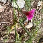 Lathyrus digitatus Flor