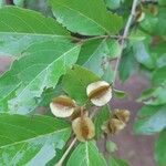 Combretum micranthum Fruit