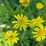 Senecio madagascariensis Flower