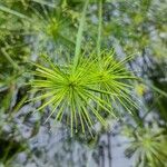 Cyperus haspan Ліст