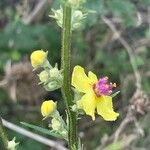 Verbascum chaixii Flower