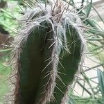 Pilosocereus leucocephalus Ліст