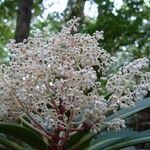 Tapeinosperma scrobiculatum Blüte