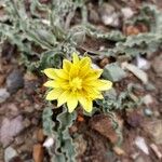 Tragopogon collinus