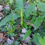 Arum maculatum List