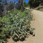 Asclepias eriocarpa Alkat (teljes növény)