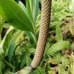 Anthurium hookeri Leaf