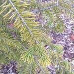 Abies lasiocarpa Likasa