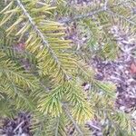 Abies lasiocarpa Yaprak