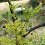 Taxodium distichumЛист