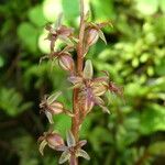 Neottia cordata Flower