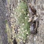 Echinops cornigerus